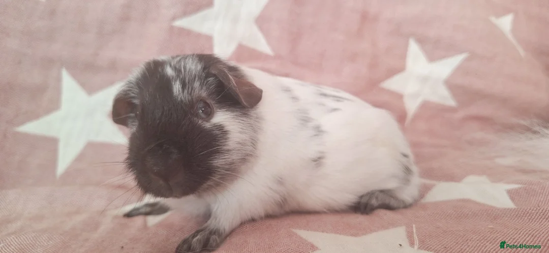 Guinea Pig rodents for sale: MEADOW SIDE CAVIES BABY GUINEA PIGS HEREFORDSHIRE  - Advert 36
