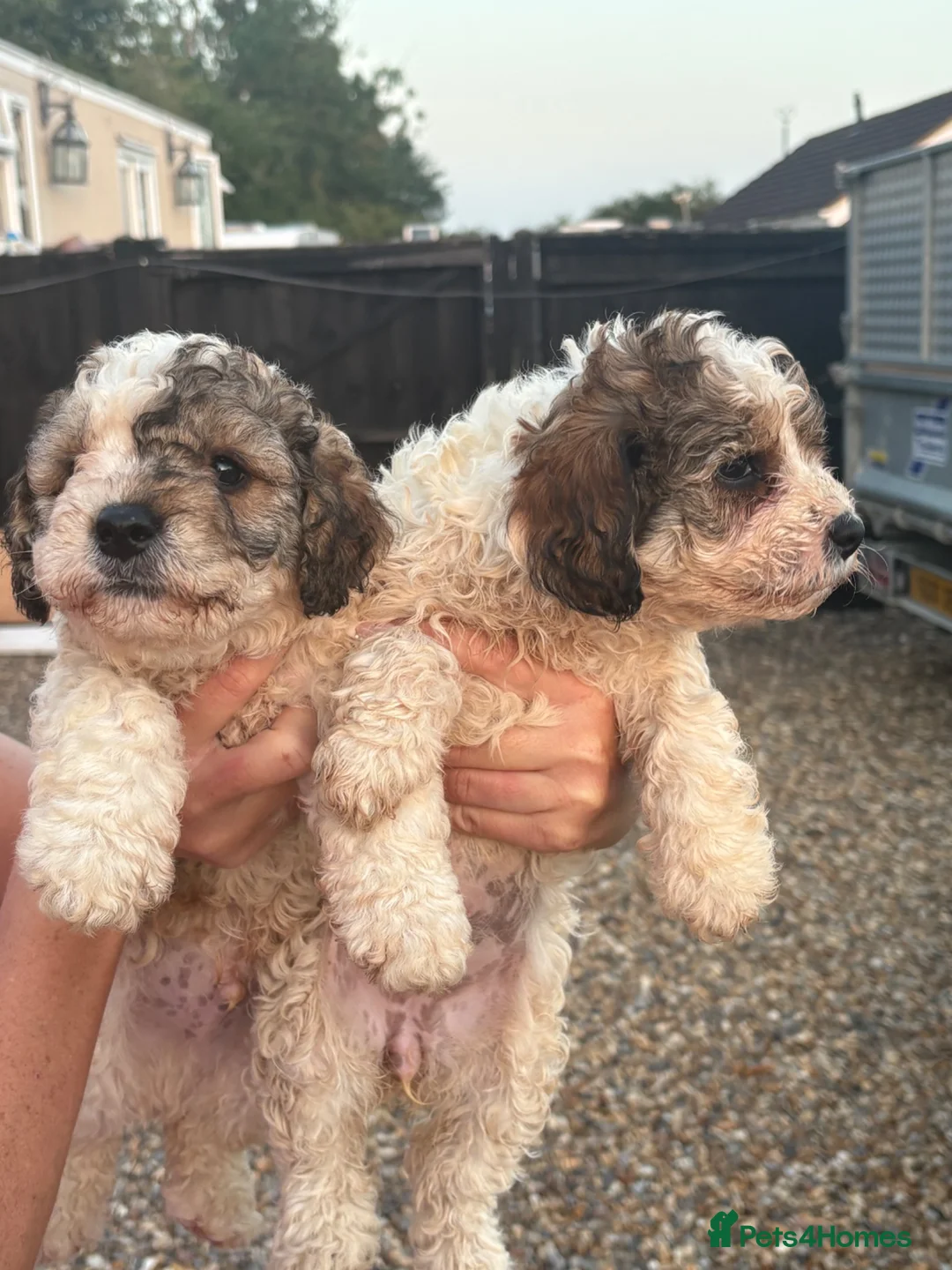 Cockapoo dogs for sale: Beautiful Cockerpoo Puppies Ready Now - £800 Each! in Leighton Buzzard - Advert 8