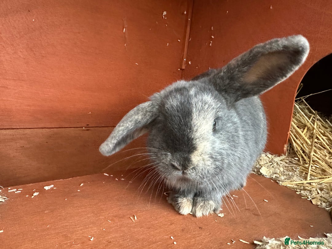 Mini Lop rabbits for sale: 2 female bonded mini lops for sale  - Advert 8