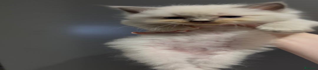 Ragdoll Kitten 3