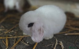 Mini Lop rabbits for sale: Minilops ready 30th August  - Image 5