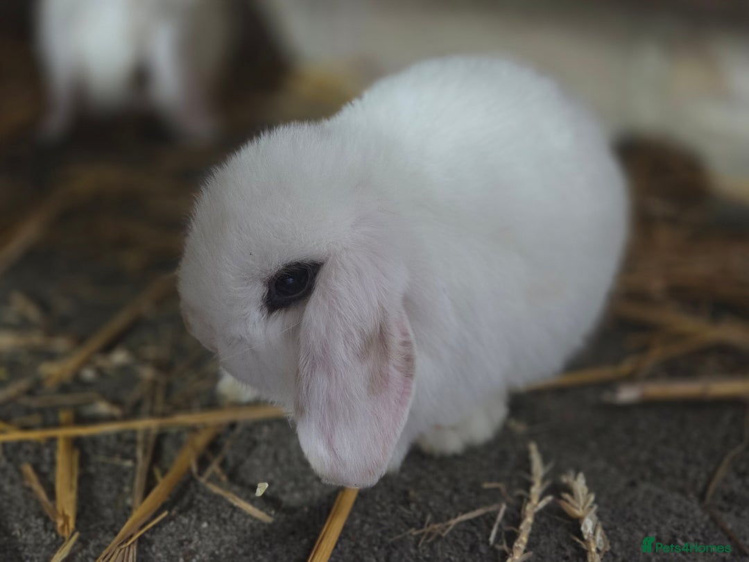 Mini Lop rabbits for sale: Minilops ready 30th August  - Image 5