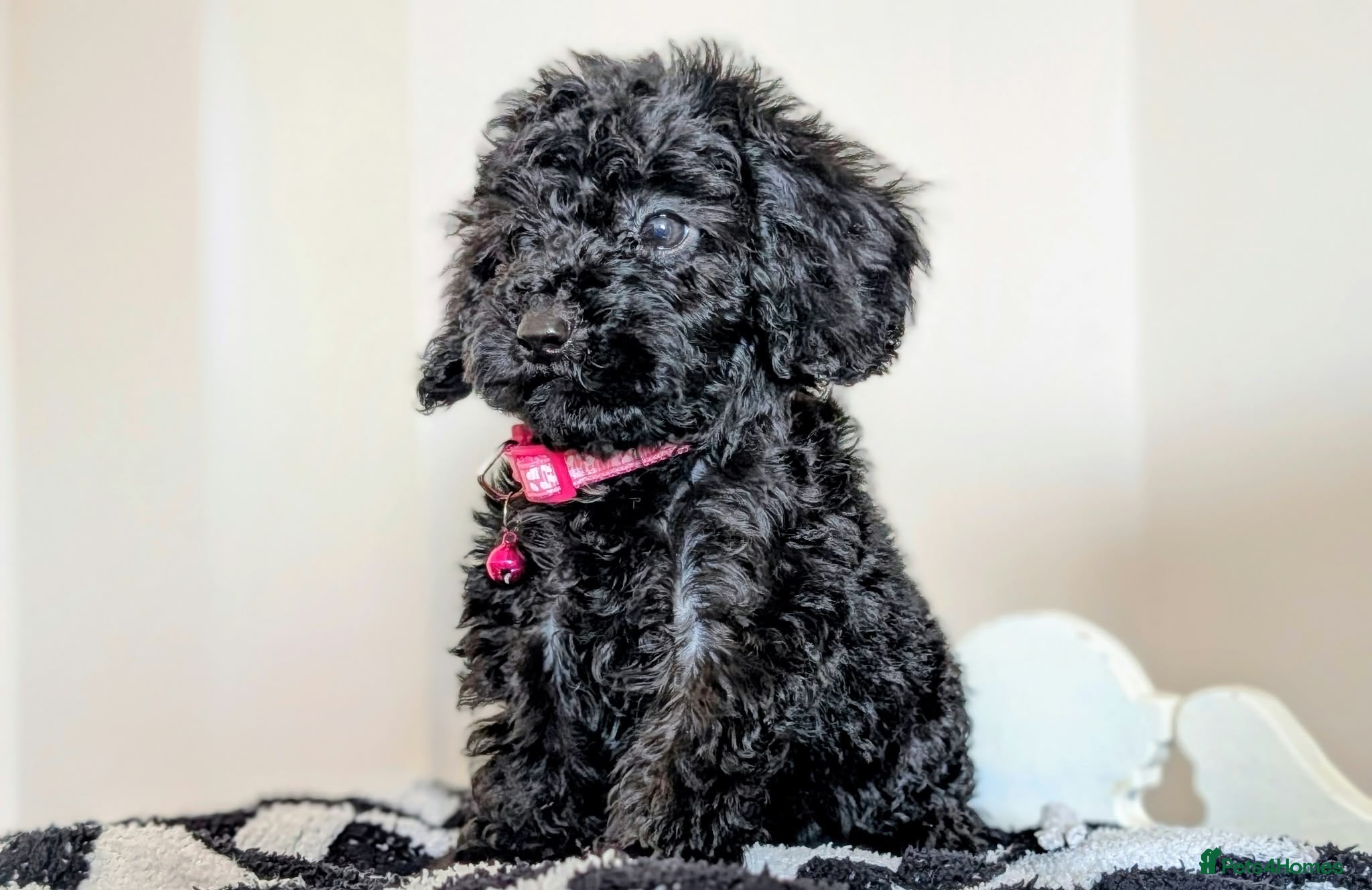 Cavapoochon dogs PRA Clear Genetically Tested Cavapoochons Ready - Advert 1