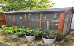 Budgerigars birds for sale: Budgies with an Aviary available. - Image 2