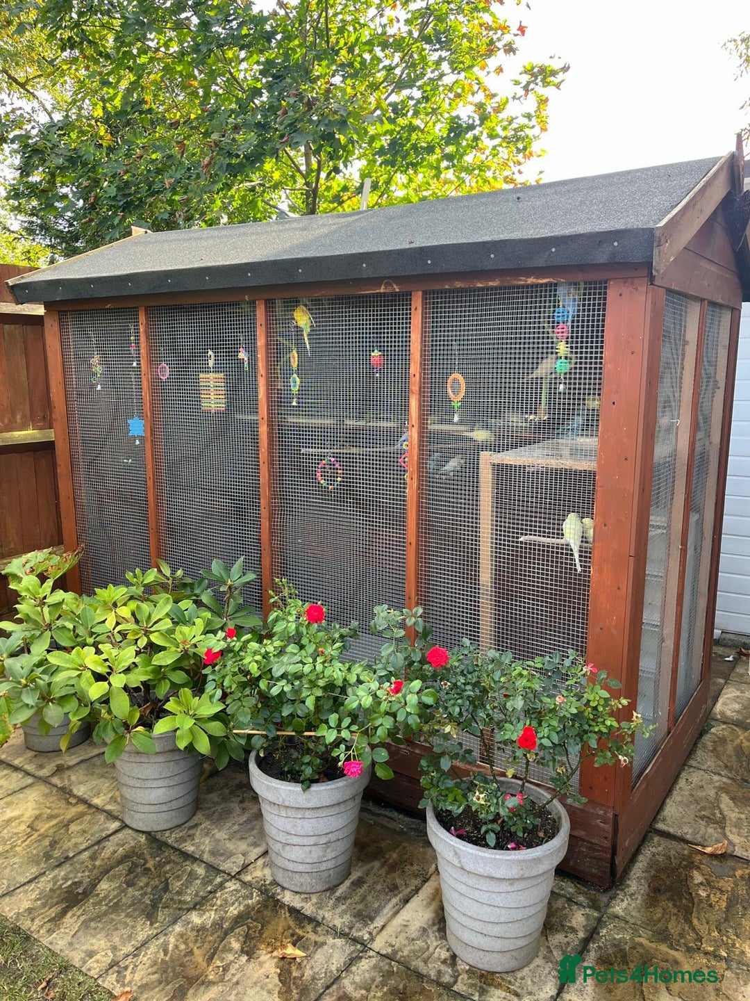 Budgerigars birds for sale: Budgies with an Aviary available. - Image 2