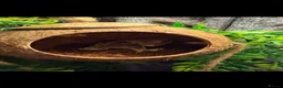 Gecko reptiles for sale: Crested gecko (ENCLOSURE AND EVERYTHING INCLUDED) in Leicester - Advert 4