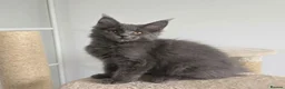 Maine Coon cats for sale: Maine Coon Kitten ready - Advert 3