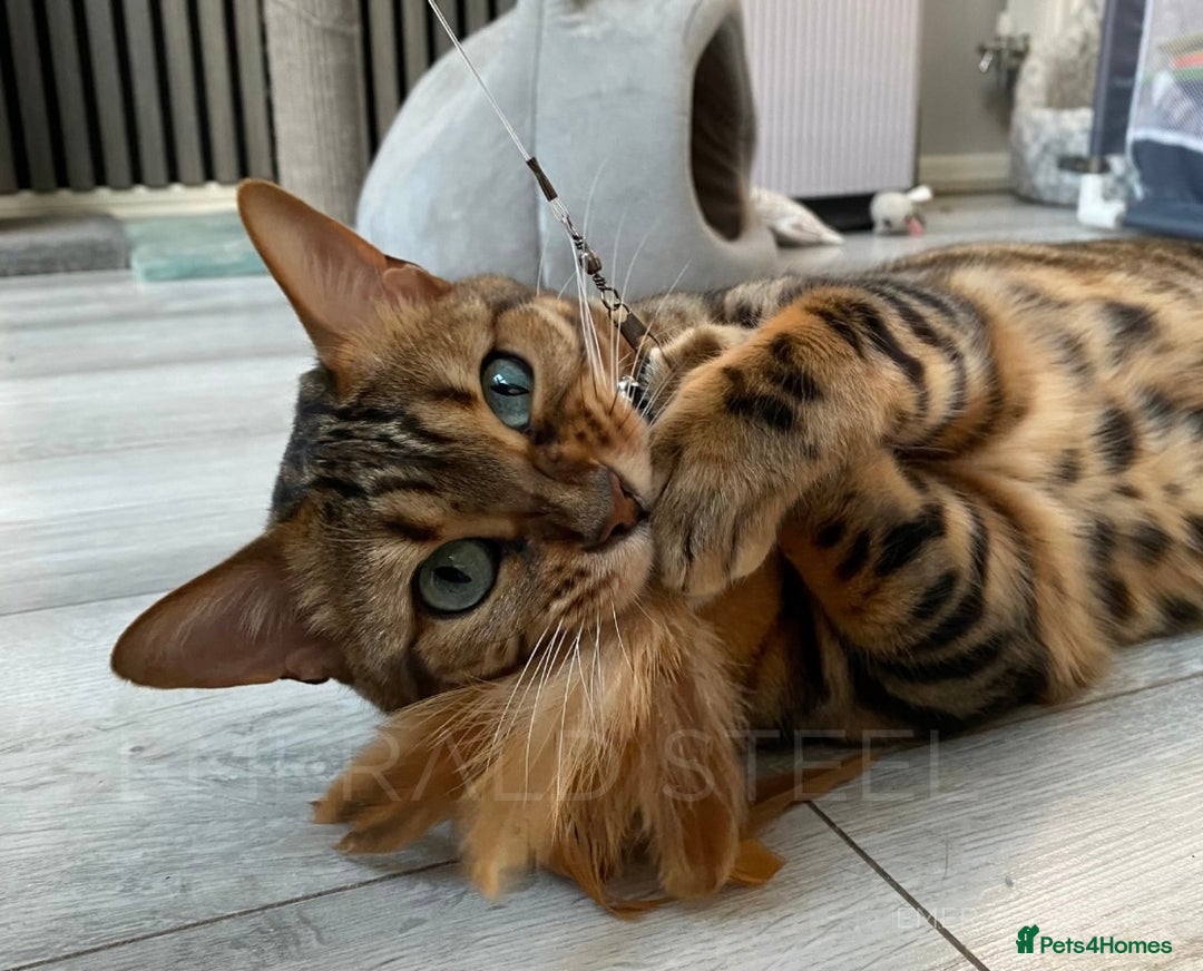 Bengal cats for sale: ⭐️TICA Triple Grand Champion⭐️ - Image 19