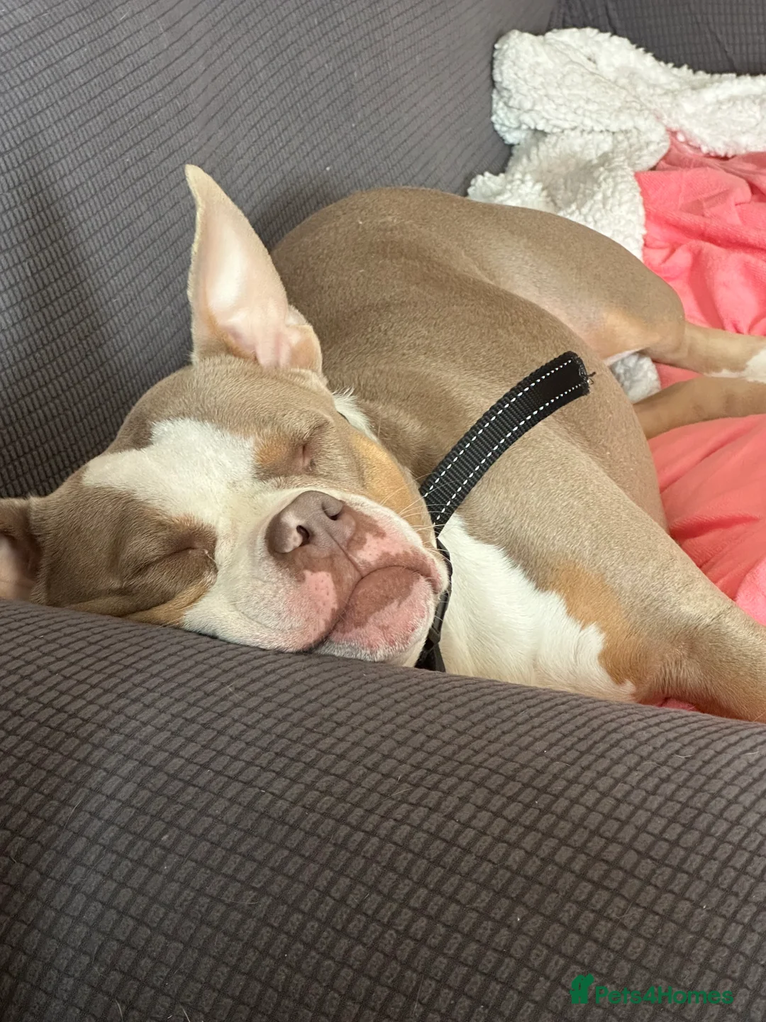 American Bully dogs for sale: Mysti – Loving 3-Year-Old American Pocket Bully - Advert 3