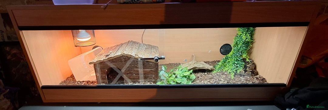 Python Snake reptiles for sale: Female ball python with viv ect thermostat  - Image 2