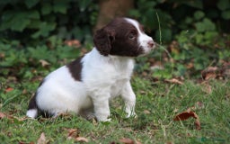 English Springer Spaniel dogs for sale: Springer Spaniel puppies - 2 boys left - Image 15