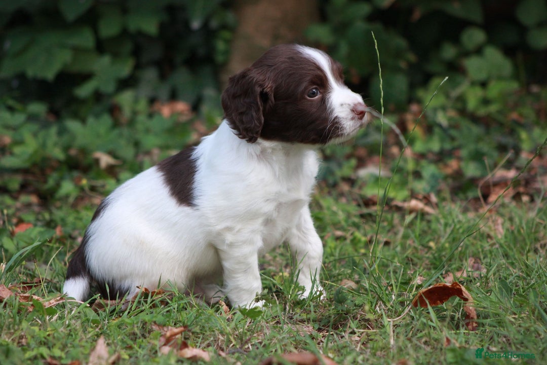 English Springer Spaniel dogs for sale: Springer Spaniel puppies - 2 boys left - Image 15