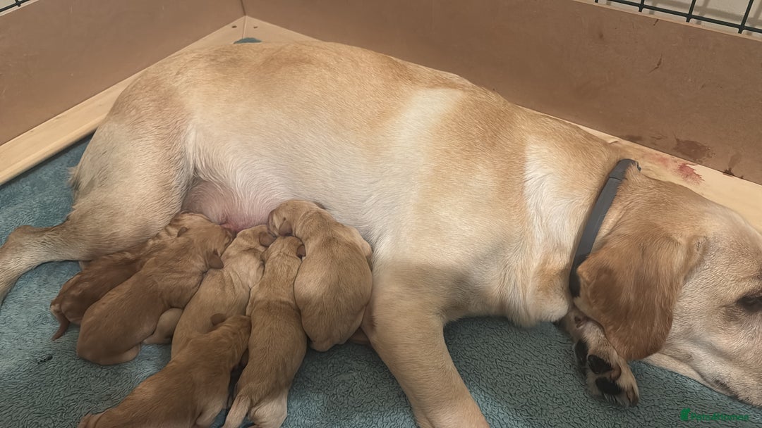 Labrador Retriever dogs for sale: Working Labrador puppies for sale - Image 2