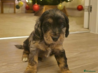 Cockapoo dogs Gorgeous F1 Cockapoo puppies - Advert 2