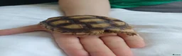 Tortoise reptiles for sale: Male tortoise - Advert 6