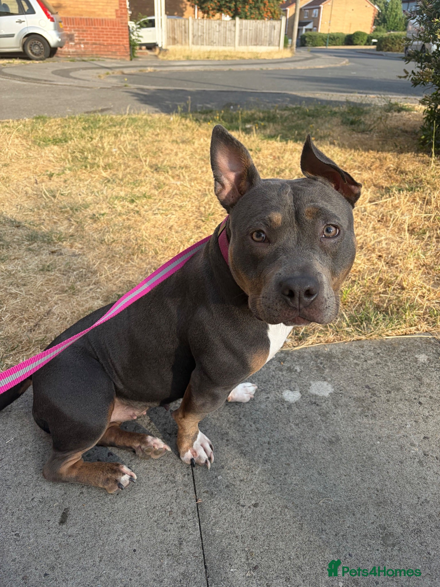 American Bully dogs Pocket bully for sale  - Advert 11