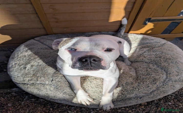 Mixed Breed dogs - Advert 10