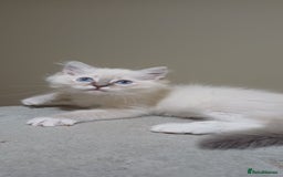 Ragdoll cats for sale: 2 Beautiful Girls available  - Image 4