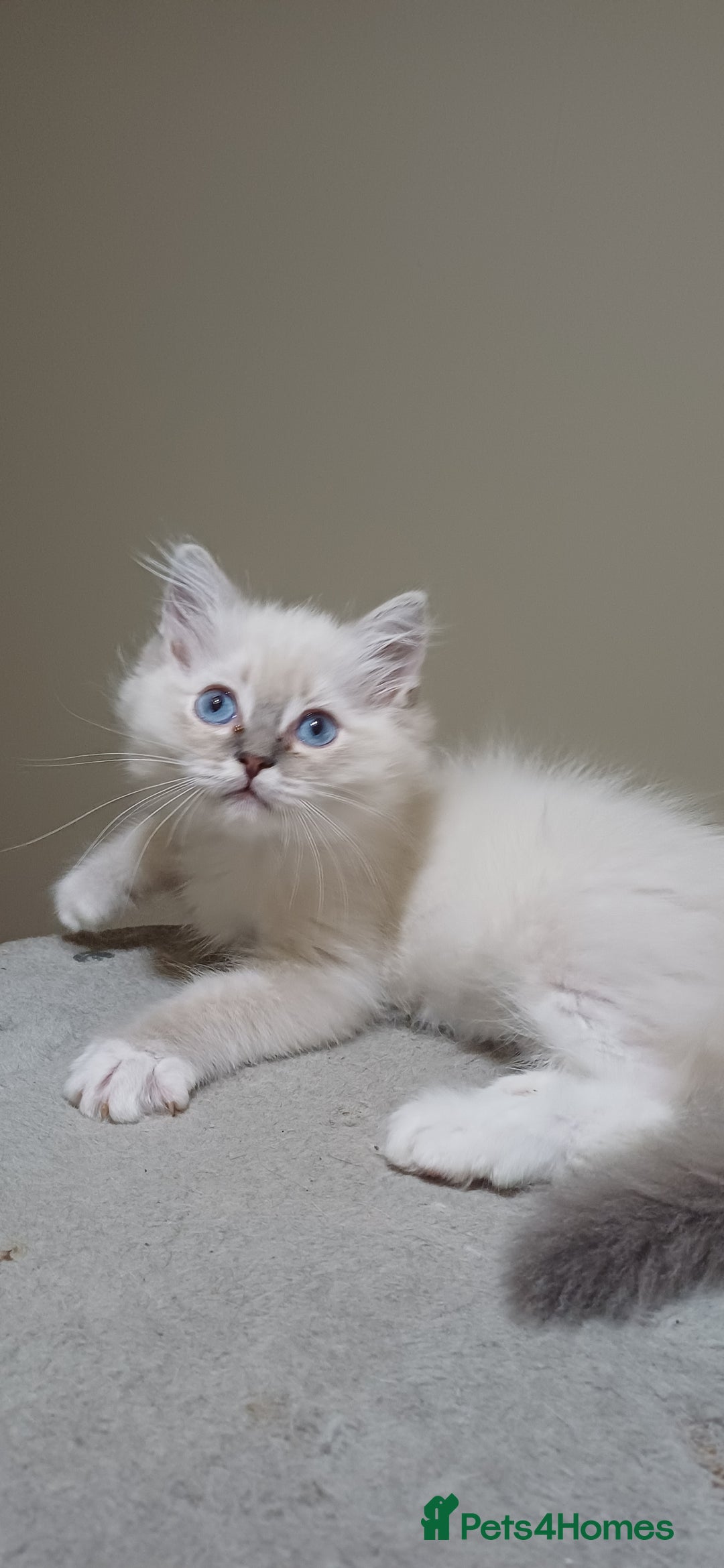 Ragdoll cats for sale: 2 Beautiful Girls available  - Image 4