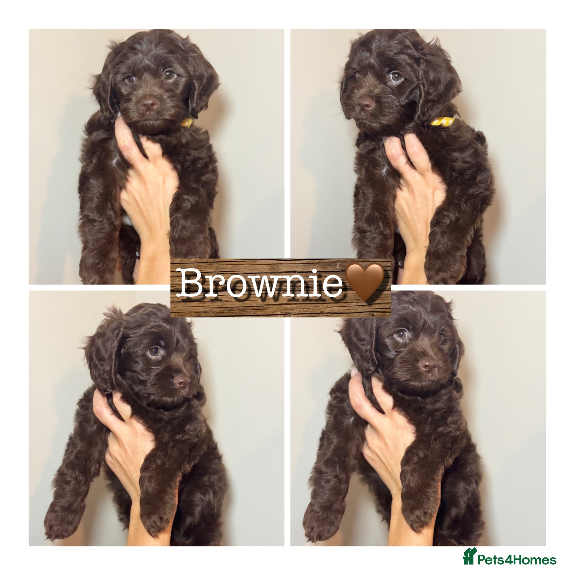Mixed Breed dogs Gorgeous Cockapoo X shih tzu puppies🥺🐾 - Advert 2
