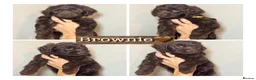 Mixed Breed dogs for sale: Gorgeous Cockapoo X shih tzu puppies🥺🐾 - Advert 1