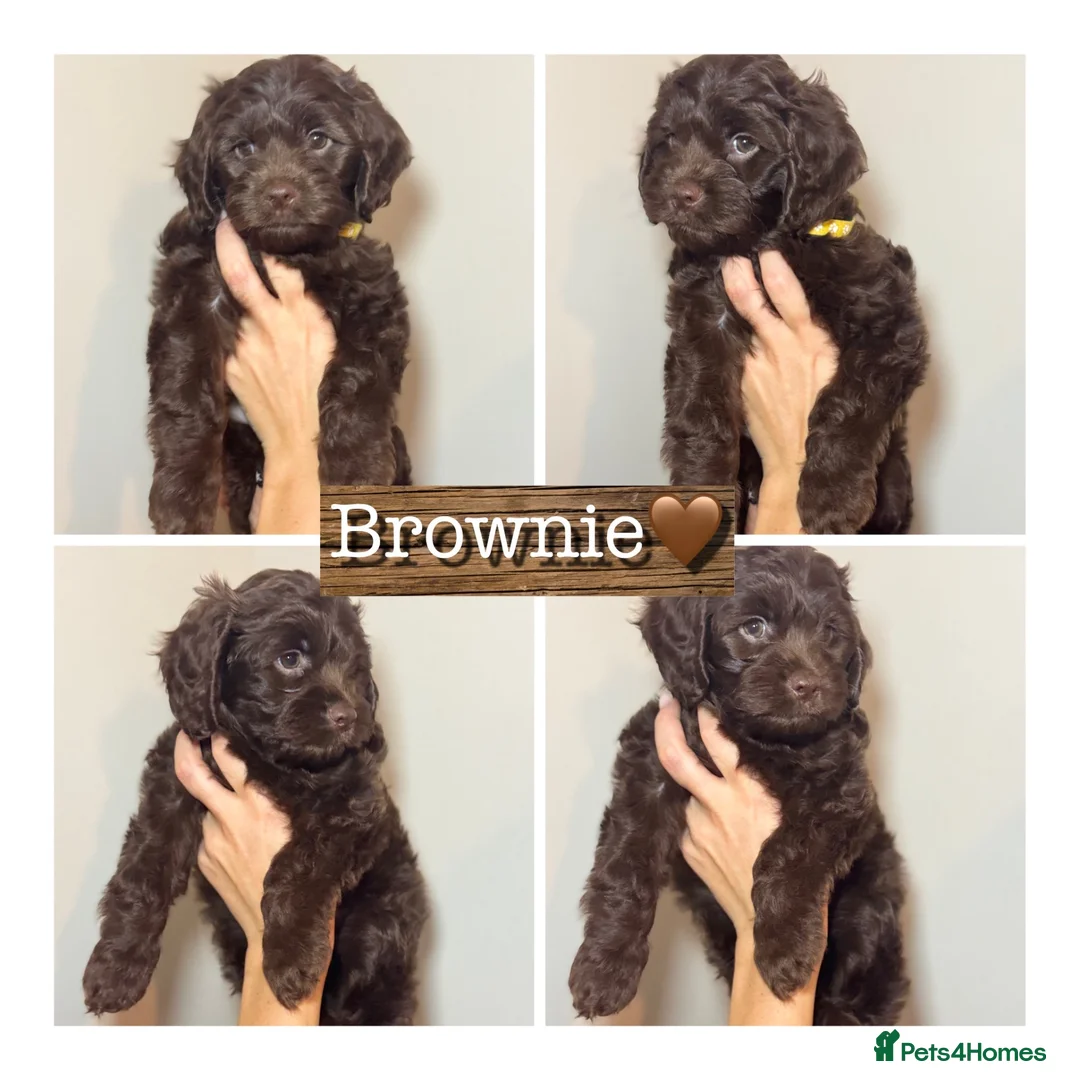 Mixed Breed dogs for sale: Gorgeous Cockapoo X shih tzu puppies🥺🐾 - Advert 1