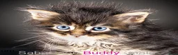 Maine Coon cats for sale: Polydactyl Maine Coon kittens are available  - Advert 6