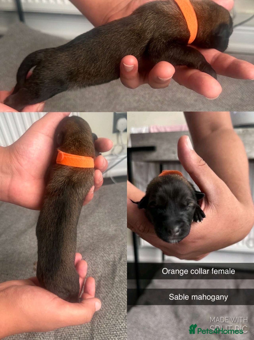 Belgian Shepherd Dog dogs for sale: JOKERLampak9🔥Narla VVk9🔥 belgian Malinois puppys - Image 4