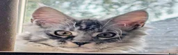 Maine Coon cats for sale: Male Maine Coon Kitten. Both parents can be seen  - Advert 5