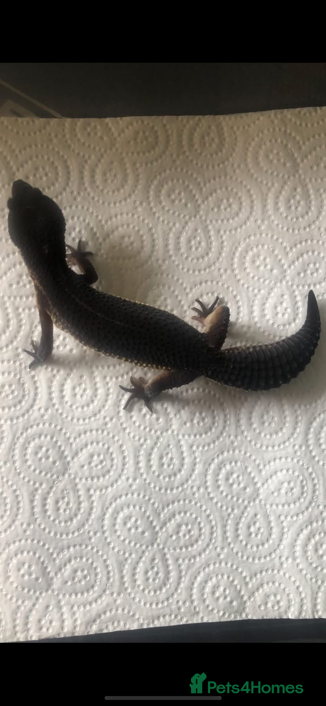 Leopard Gecko reptiles for sale: 3 x pure black night leopard geckos - Advert 8