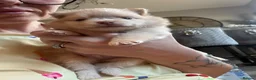 Pomeranian dogs for sale: OUTSTANDING TINY POMERANIAN PUPPIES 🐾 - Advert 5