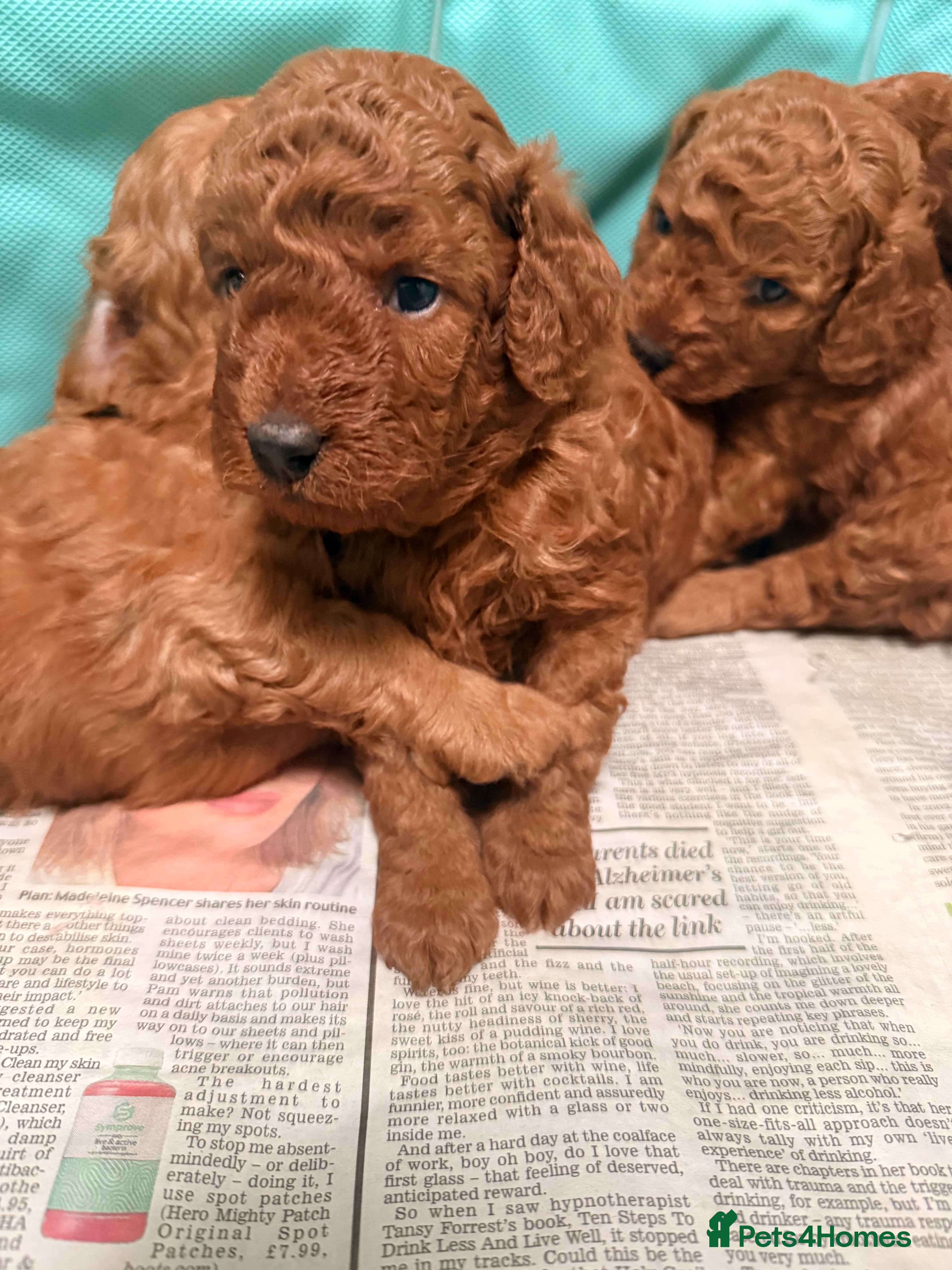Cockapoo dogs 🐶 🐶Beautiful Red Cockapoo Puppies for Sale 🐶 - Advert 5