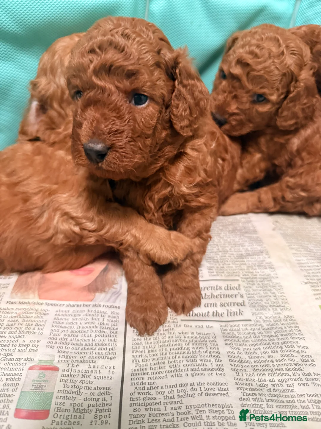Cockapoo dogs for sale: 🐶 🐶Beautiful Red Cockapoo Puppies for Sale 🐶 - Advert 2