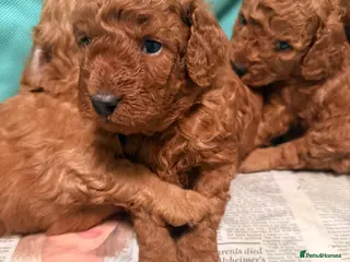 Cockapoo dogs 🐶 🐶Beautiful Red Cockapoo Puppies for Sale 🐶 - Advert 5