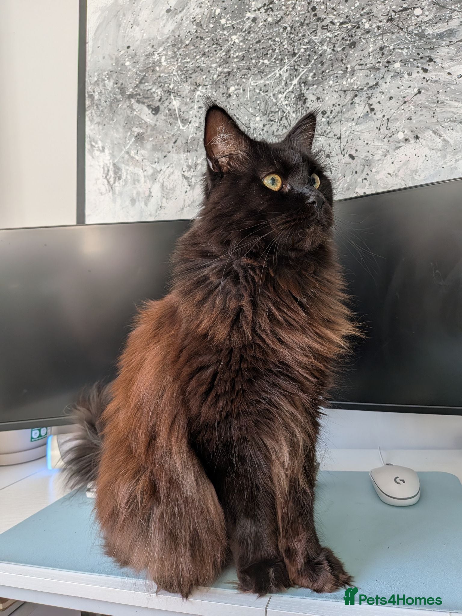 Mixed Breed cats Buddy, big softie - Advert 6