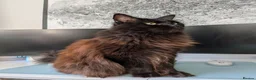 Mixed Breed cats for sale: Buddy, big softie in Wirral - Advert 1