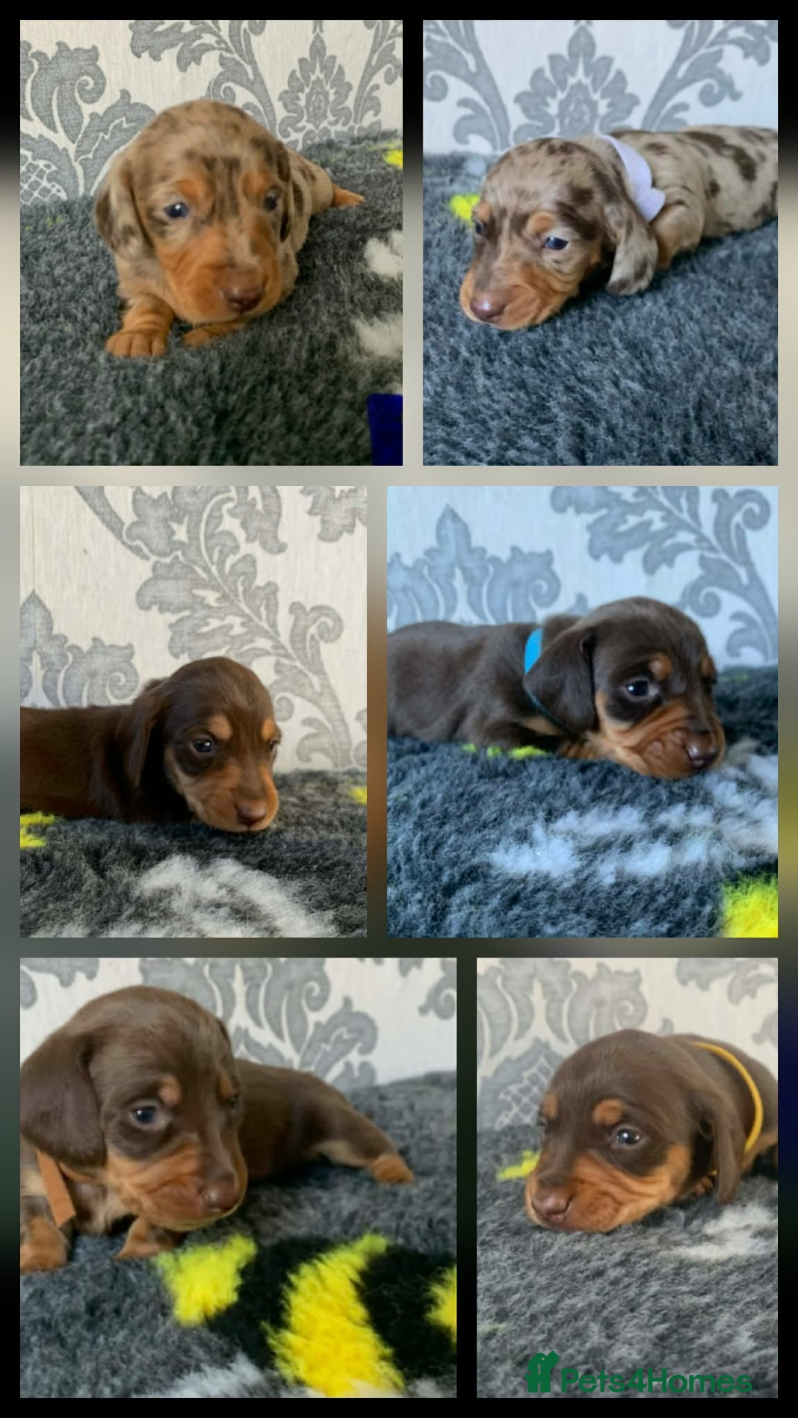 Miniature Dachshund dogs Kc miniature dachshund  - Advert 1