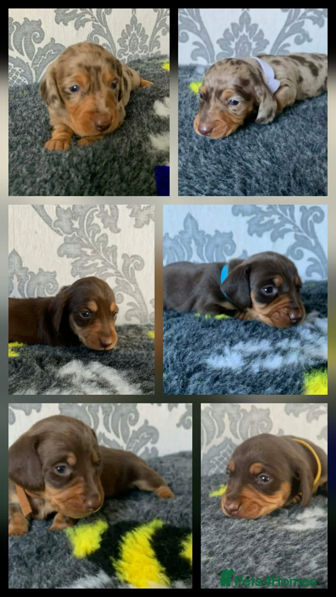 Miniature Dachshund dogs for sale: Kc miniature dachshund  - Advert 1