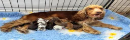 Cocker Spaniel dogs for sale: KC reg Show-type Chocolate & Choc Sable puppies in Brecon - Advert 1