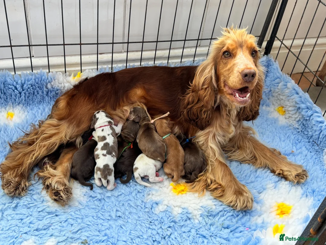 Cocker Spaniel dogs for sale: KC reg Show-type Chocolate & Choc Sable puppies in Brecon - Advert 1