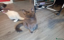 Maine Coon cats for sale: Maine Coon kittens in Manchester  - Image 10