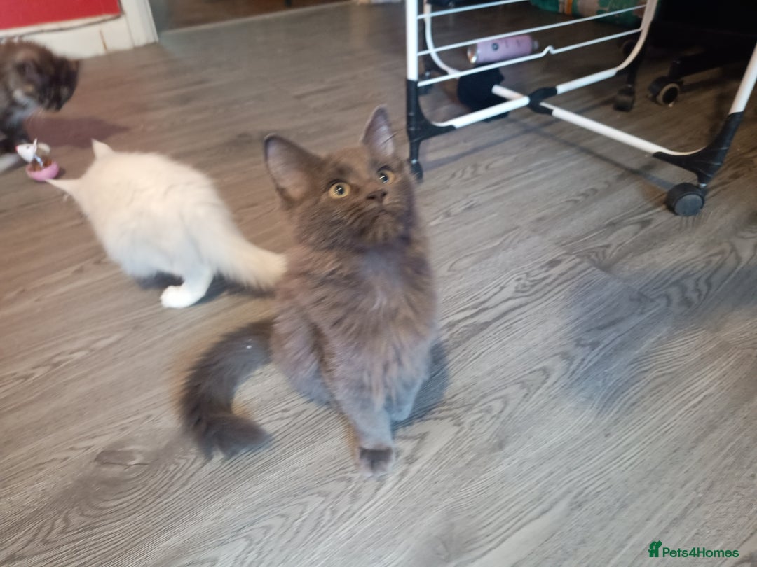 Maine Coon cats for sale: Maine Coon kittens in Manchester  - Image 10