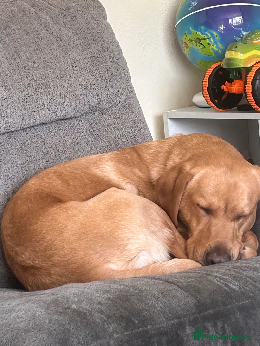 Labrador Retriever dogs for sale: Labrador for free  in Addlestone - Advert 1