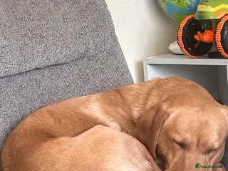 Labrador Retriever dogs Labrador for free - Advert 2