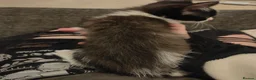 Mixed Breed cats for sale: Kittens for rehoming - Advert 3
