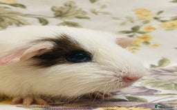 Guinea Pig rodents for sale: Pretty Baby boy Guineapigs ready to reserve  - Image 5