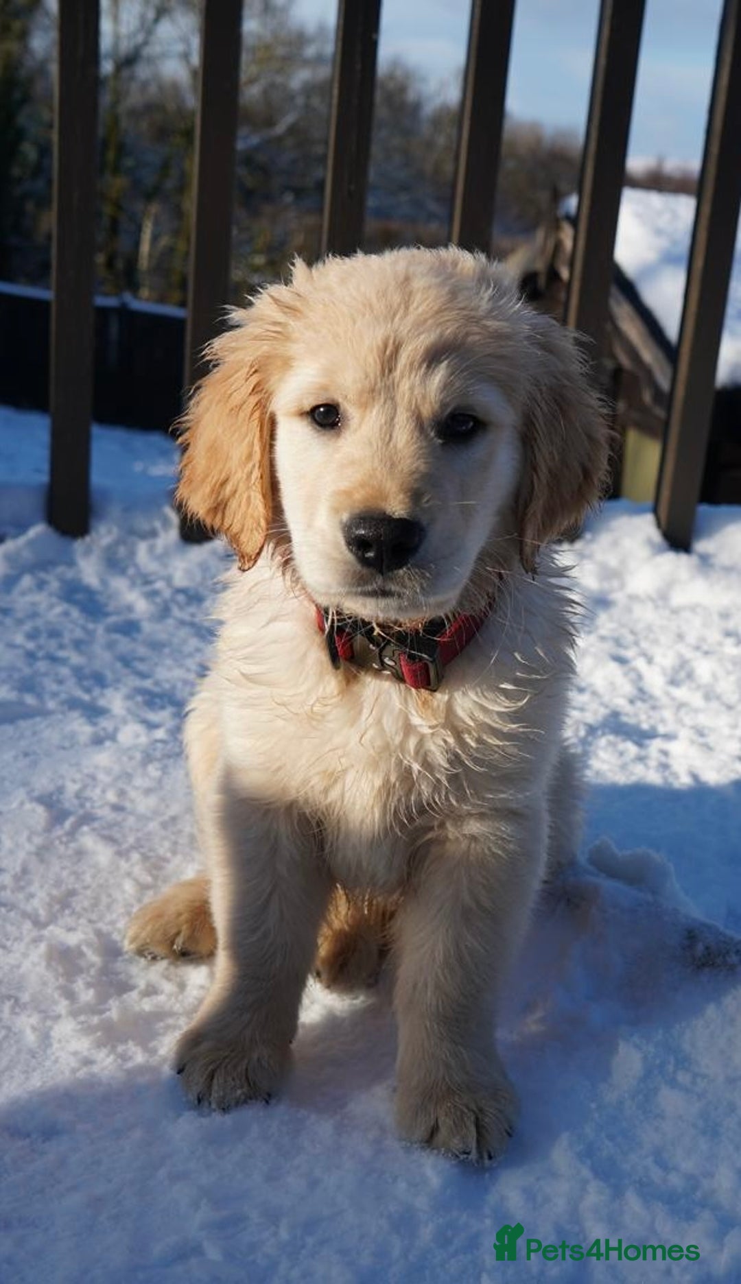 Golden Retriever dogs for sale: KC Fully Trained Golden Retriever Puppies - Advert 9