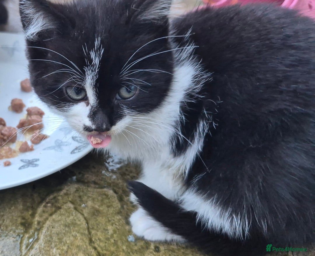 Mixed Breed cats for sale: Kittens  - Advert 6