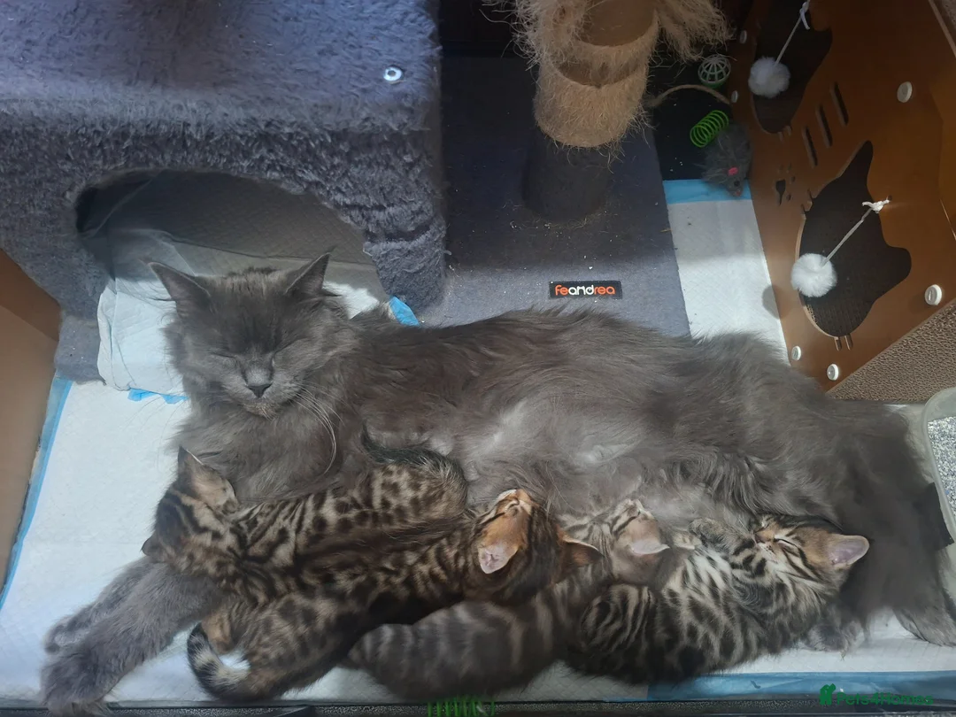 Mixed Breed cats for sale: 4 cool boys, ready to move in with their owner. in Peterborough - Advert 2