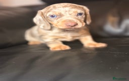 Miniature Dachshund dogs for sale: Beautiful mini dachshund  - Image 16